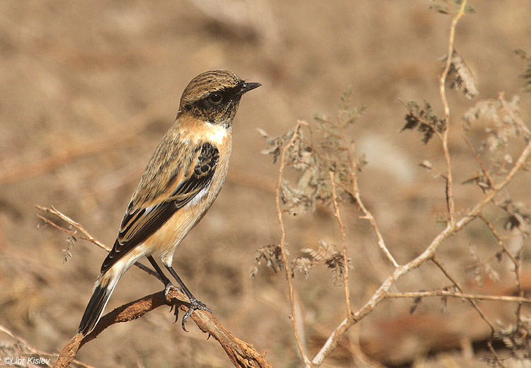       Eastern Stonechat  Saxicola  variegata / armenica .          the Btecha  Israel November 2010 Lior Kislev     